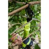 RYOBI - Coupe-branches 18V ONE+ - lames Bypass - capacité de coupe 32