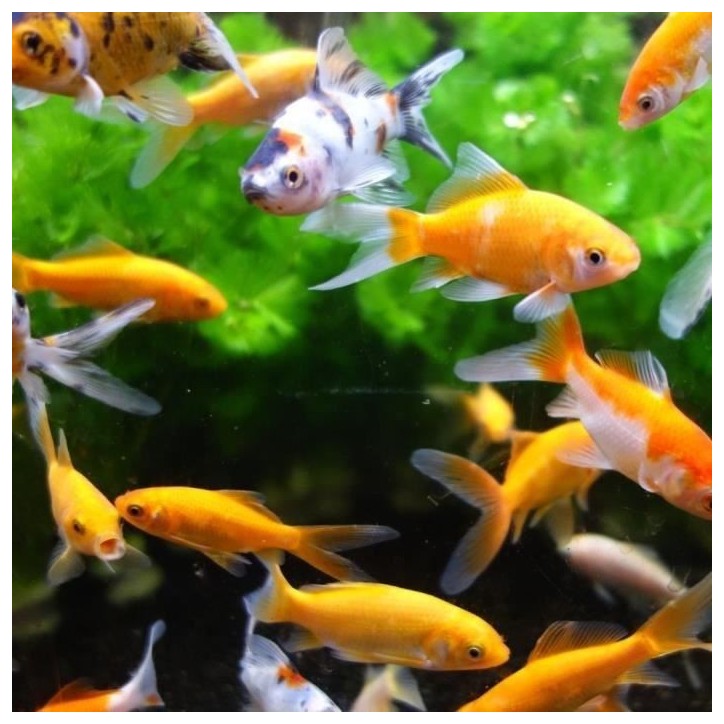 Aimant aquarium Nettoie vitres - AIMÉ - 10cm