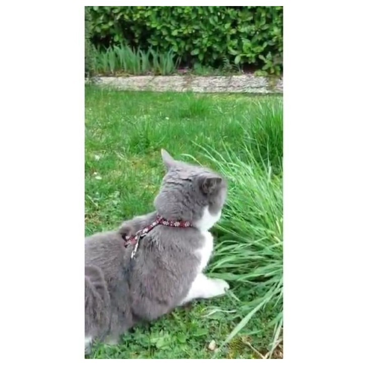 Kit harnais et laisse - AIMÉ - Reflechissant Rouge pour Chat