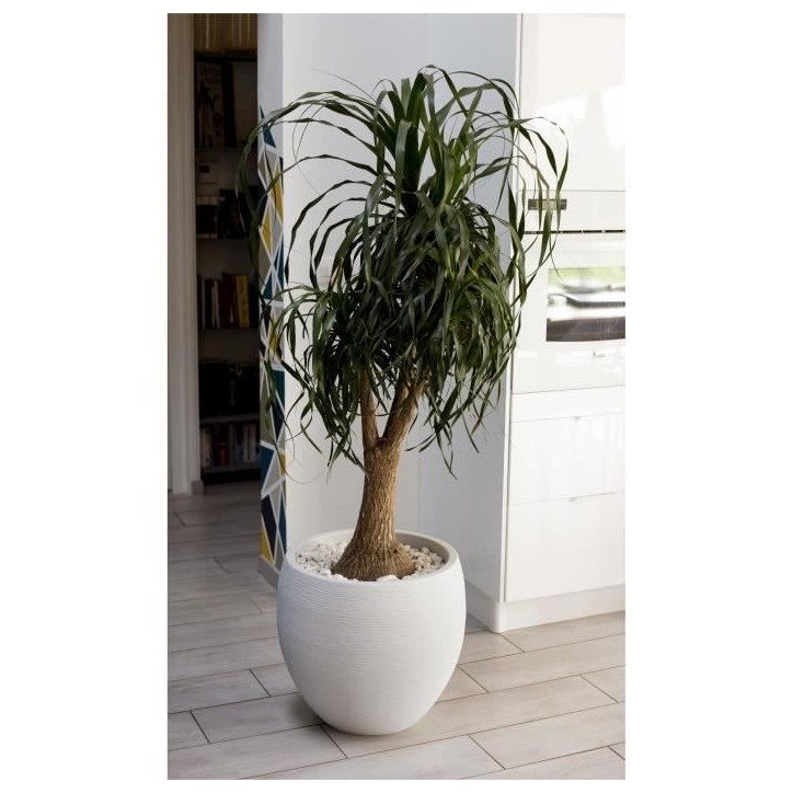 Pot de fleurs Rond Egg Ø 50cm - EDA - Graphit - 46 L - Ø 50 x H. 45 cm - Blanc cérusé Pot de fleurs Rond Egg Ø 50cm - EDA - Graphit - 46 L - Ø 50 x H. 45 cm - Blanc cérusé