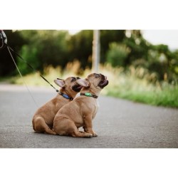 Répulsif ultrason chien - TICKLESS MINI DOG&CAT - Protection tiques e