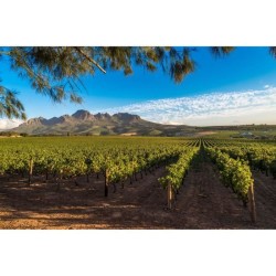 Zoulou Tentation Cinsault Cabernet Sauvignon - Vin rouge d'Afrique du