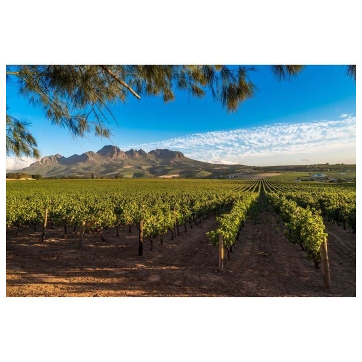 Zoulou Tentation Cinsault Cabernet Sauvignon - Vin rouge d'Afrique du Sud 2024 Zoulou Tentation Cinsault Cabernet Sauvignon - Vin rouge d'Afrique du Sud 2024
