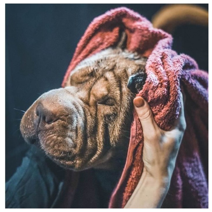 Shampoing - VETOCANIS - Chat et Chien, Produit Anti Parasites Shampoing - VETOCANIS - Chat et Chien, Produit Anti Parasites