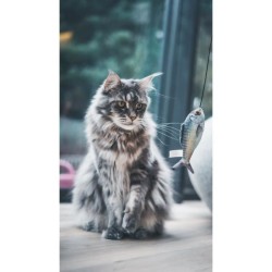 Jouet chat - AIME - Canne a peche poisson - Stick bois, poisson 15cm