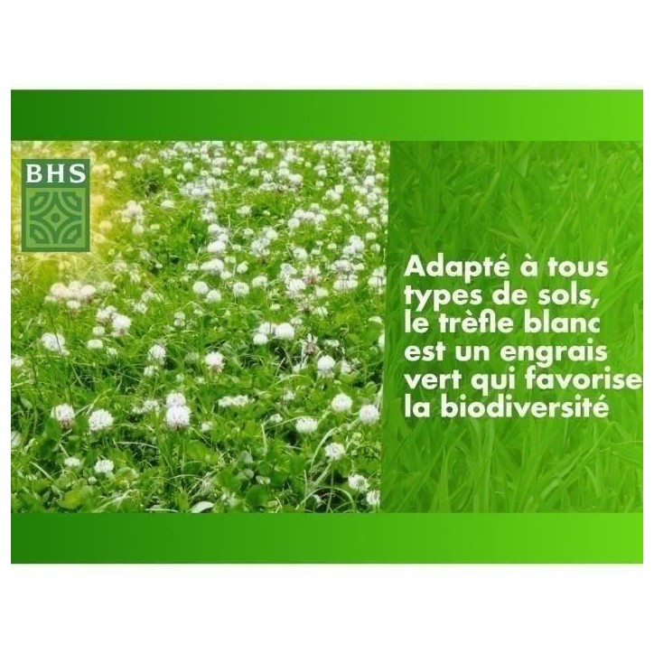Trefle Blanc - BHS - 500 m²| Favorise la biodiversité, s'adapte a tous types de sols et résiste au piétinement.