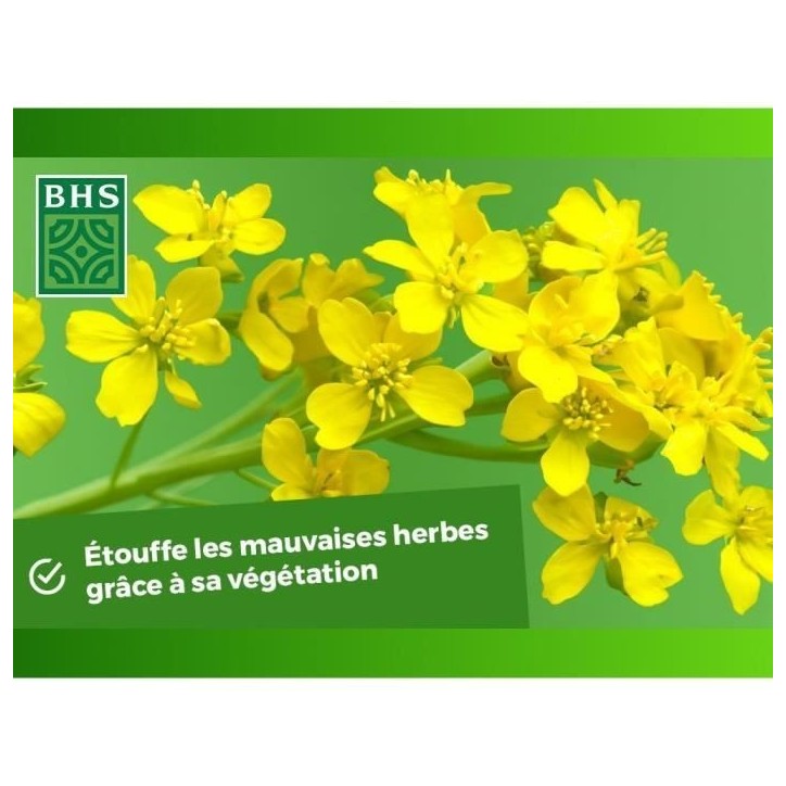 Engrais Verts - BHS - Moutarde Blanche 500g | 100 m² | Améliore et désinfecte les sols pour une meilleure fertilité.