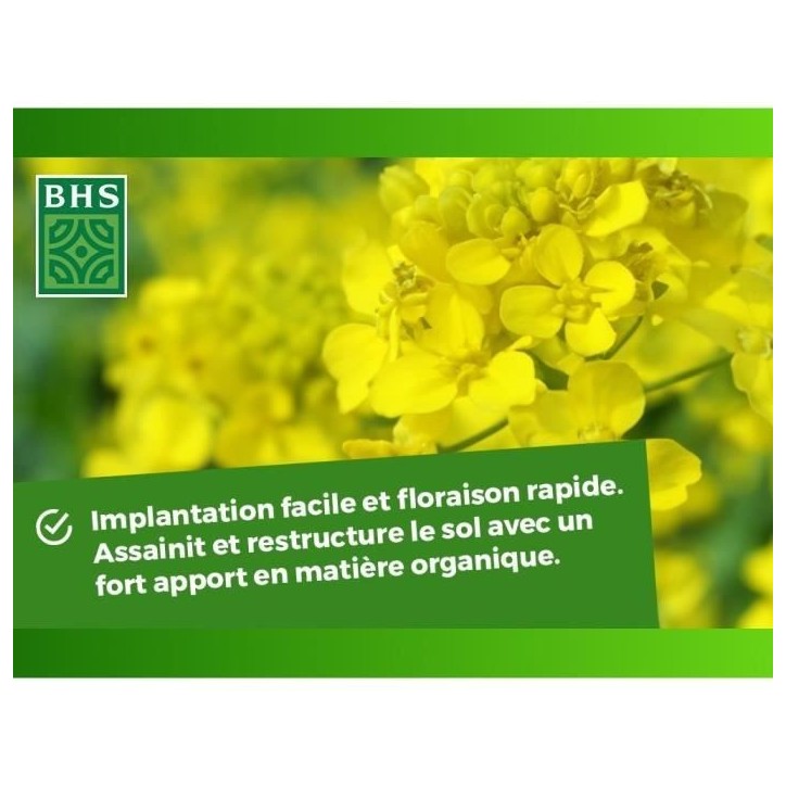 Engrais Verts - BHS - Moutarde Blanche 500g | 100 m² | Améliore et désinfecte les sols pour une meilleure fertilité.