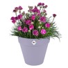 ELHO Pot de fleurs Loft Urban Rond avec roues - Violet - Ø 48.5 x H 4