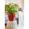 LECHUZA Pot de fleurs - Classico Premium LS 21 - Ø 22 x 20 cm - 3 L -