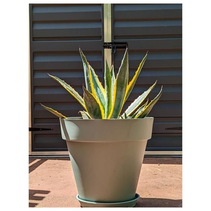 Pot de fleurs rond - RIVIERA - SOLEILLA - Plastique - D49 x H45 cm - Vert argile