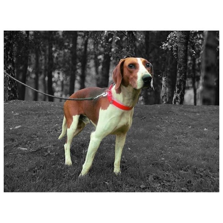 Collier pour chien - AIME - Fluo Hunt - Taille M 52-57 cm - PVC Orange fluo