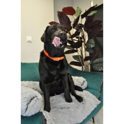 Collier pour chien - AIME - Fluo Hunt - Taille L 63-67 cm - PVC Orange