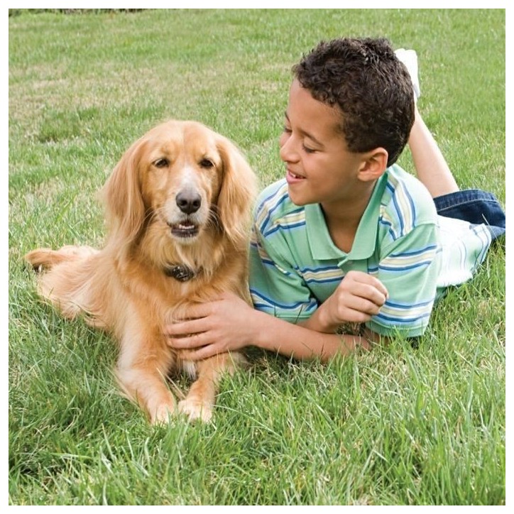 PetSafe - Systeme de Clôture Anti-fugue avec Fil pour Chien de plus 3,6 Kg – Avertissement Sonore/Eléctrostatique,Facile a PetSafe - Systeme de Clôture Anti-fugue avec Fil pour Chien de plus 3,6 Kg – Avertissement Sonore/Eléctrostatique,Facile a
