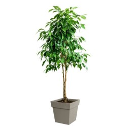 Pot de fleur Carré 40 cm - EDA - Toscane - 38 L - 39 x 39 x H.39 cm -