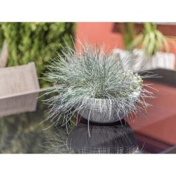 EDA Pot de fleurs vasque GRAPHIT UP - 5,5L - Ø 30 cm x 12 cm - Blanc