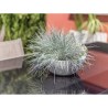 EDA Pot de fleurs vasque GRAPHIT UP - 5,5L - Ø 30 cm x 12 cm - Blanc