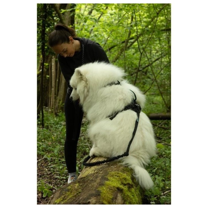 Harnais pour chien - SYMBIOZ - S - Noir / Bleu