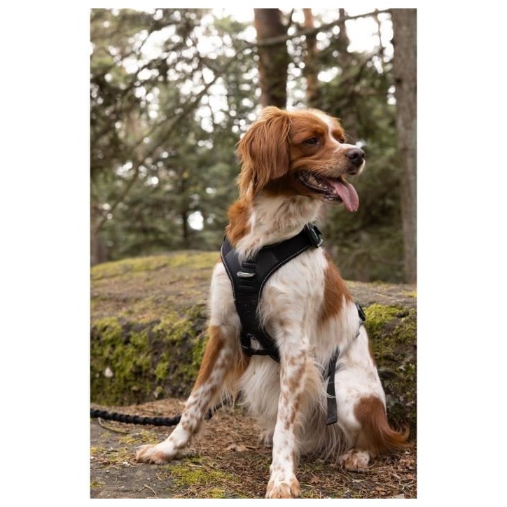 Harnais pour chien - SYMBIOZ - S - Noir / Bleu