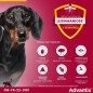 Advantix Chien Solution Antiparasitaire Puces Tiques Répulsif Mouches Moustiques Phlébotomes 1,5 a 4kg 4 pipettes