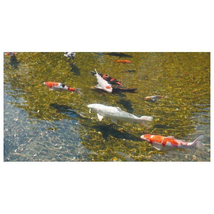 Stérilisateur UVC - UBBINK - AlgClear 20000 - Puissance 18W - Pour bassins jusqu'a 10 m³ - Raccords 1½