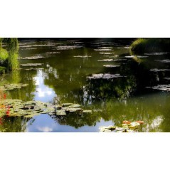 Clarifiant bassin - BSI - Aqua Clear 4 kg - Eau verte et trouble - Traitement intensif - Bassin & étang