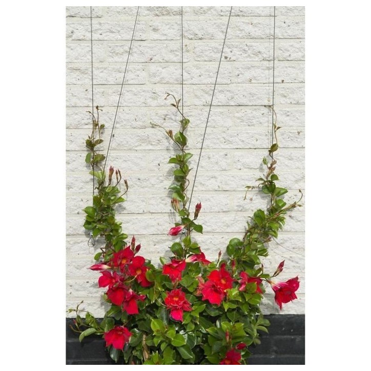 Treillis métallique - NATURE - Kit de palissage pour plantes grimpantes - fil de fer galvanisé Ø1,8 mm x 10 m Treillis métallique - NATURE - Kit de palissage pour plantes grimpantes - fil de fer galvanisé Ø1,8 mm x 10 m
