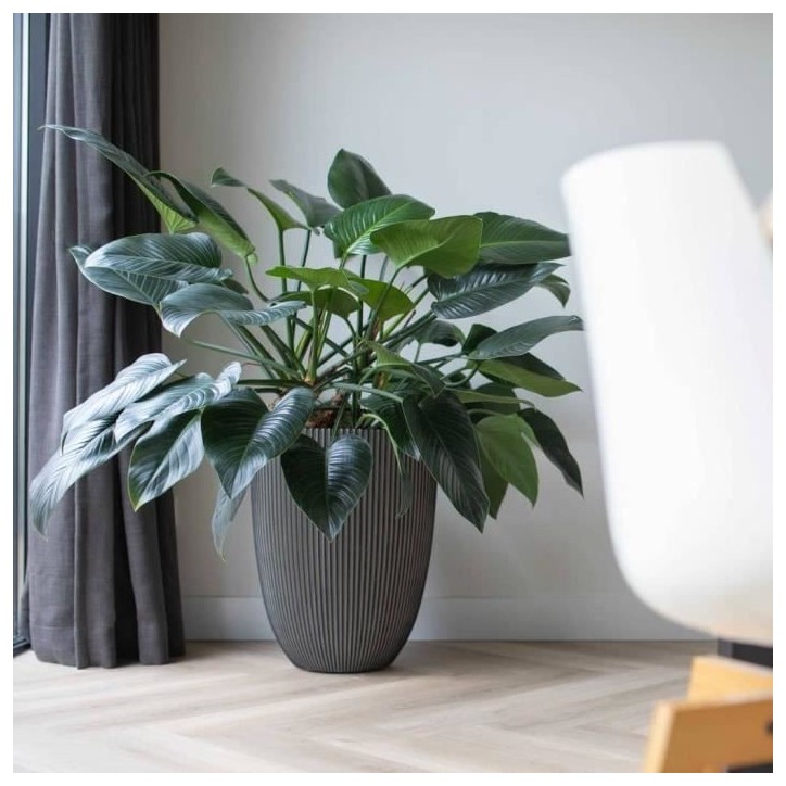 CAPI EUROPE - Vase élégant GROOVE - 46x58 cm - Anthracite - 100% recyclable CAPI EUROPE - Vase élégant GROOVE - 46x58 cm - Anthracite - 100% recyclable