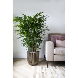 CAPI EUROPE Jardiniere GROVVE - 43x41 cm - Noir et doré - Plastique t
