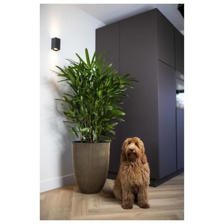 CAPI EUROPE Vase élégant GROOVE - 34x46 cm - Noir et doré - Résistant aux intempéries