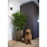 CAPI EUROPE Vase élégant GROOVE - 34x46 cm - Noir et doré - Résist