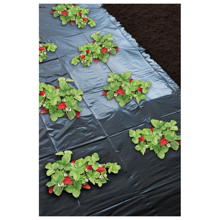 Film paillage fraises -NATURE - 1,4 x 10 m - Ep. 50µ - Noir micro-perforé