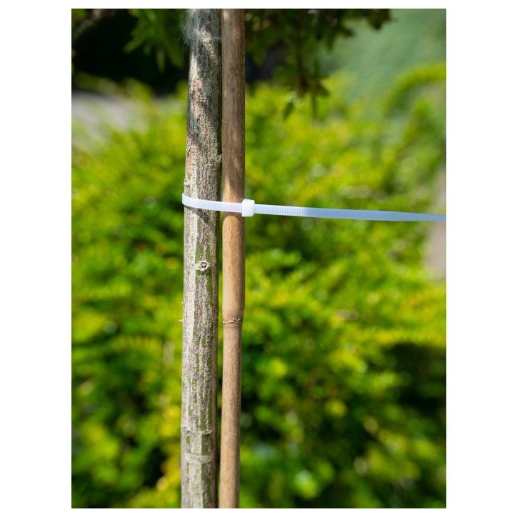 Collier de tuteurage - NATURE - 15 cm - Lot de 25 - Transparent
