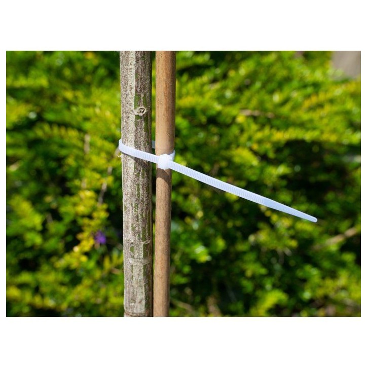 Collier de tuteurage - NATURE - 15 cm - Lot de 25 - Transparent