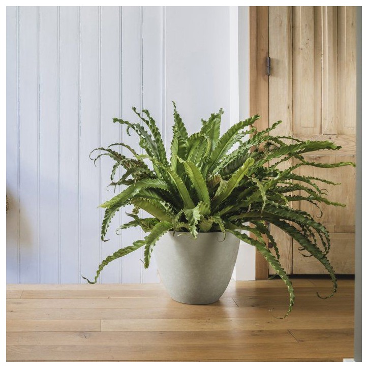 Pot de fleurs Rond Ø 40 cm - EDA - Element - 26,2 L - Systeme de drainage - Intérieur / Extérieur - Ø 39,4 x H 31,6 cm - Kak Pot de fleurs Rond Ø 40 cm - EDA - Element - 26,2 L - Systeme de drainage - Intérieur / Extérieur - Ø 39,4 x H 31,6 cm - Kak
