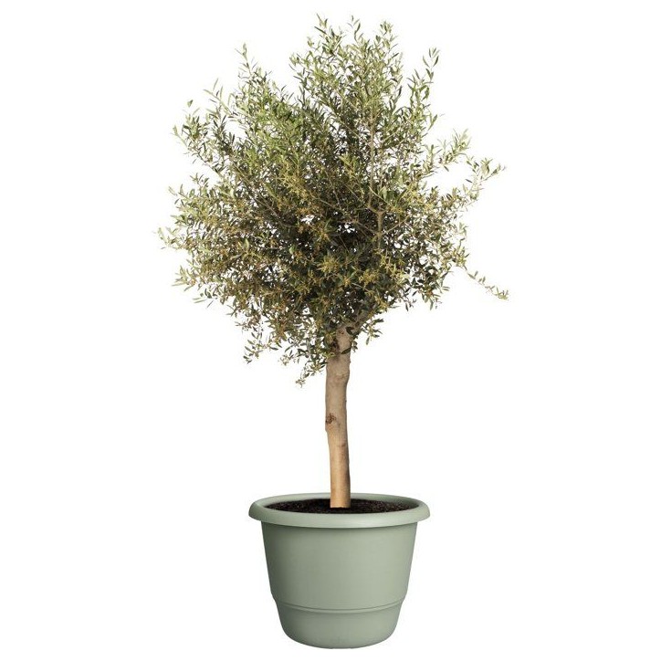 Pot de fleur rond - ELHO - Amiga Rond 55 - 55 L - Ø 55 x H 51 cm - Vert - Extérieur Pot de fleur rond - ELHO - Amiga Rond 55 - 55 L - Ø 55 x H 51 cm - Vert - Extérieur