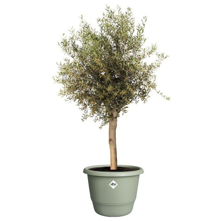 Pot de fleur rond - ELHO - Amiga Rond 55 - 55 L - Ø 55 x H 51 cm - Vert - Extérieur Pot de fleur rond - ELHO - Amiga Rond 55 - 55 L - Ø 55 x H 51 cm - Vert - Extérieur