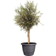 Pot de fleur rond - ELHO - Amiga Rond 55 - 55 L - Ø 55 x H 51 cm - No