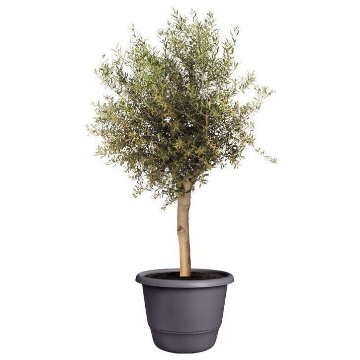 Pot de fleur rond - ELHO - Amiga Rond 55 - 55 L - Ø 55 x H 51 cm - Noir - Extérieur Pot de fleur rond - ELHO - Amiga Rond 55 - 55 L - Ø 55 x H 51 cm - Noir - Extérieur