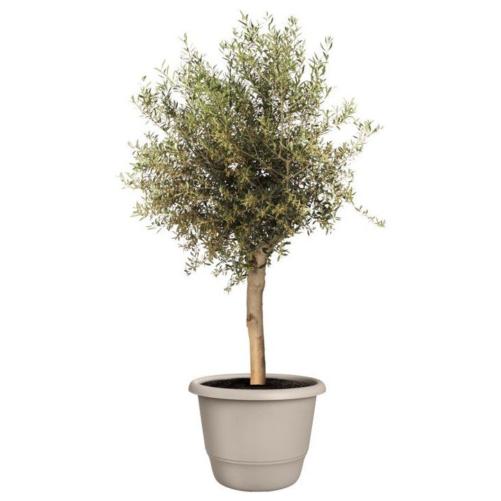 Pot de fleur rond - ELHO - Amiga Rond 55 - 55 L - Ø 55 x H 51 cm - Beige - Extérieur Pot de fleur rond - ELHO - Amiga Rond 55 - 55 L - Ø 55 x H 51 cm - Beige - Extérieur