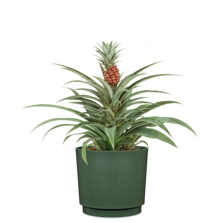 Cache-pot rond - GARDEN ID - Lino - Ø 25 - 7 L - H 22 cm - Vert foncé Cache-pot rond - GARDEN ID - Lino - Ø 25 - 7 L - H 22 cm - Vert foncé