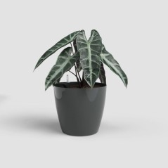Pot de fleurs - ARTEVASI - San Remo SWS 42 BR - Intérieur/extérieur - Plastique - Ø42,7 x H39,5 cm - 42,3 L - Gris anthracite