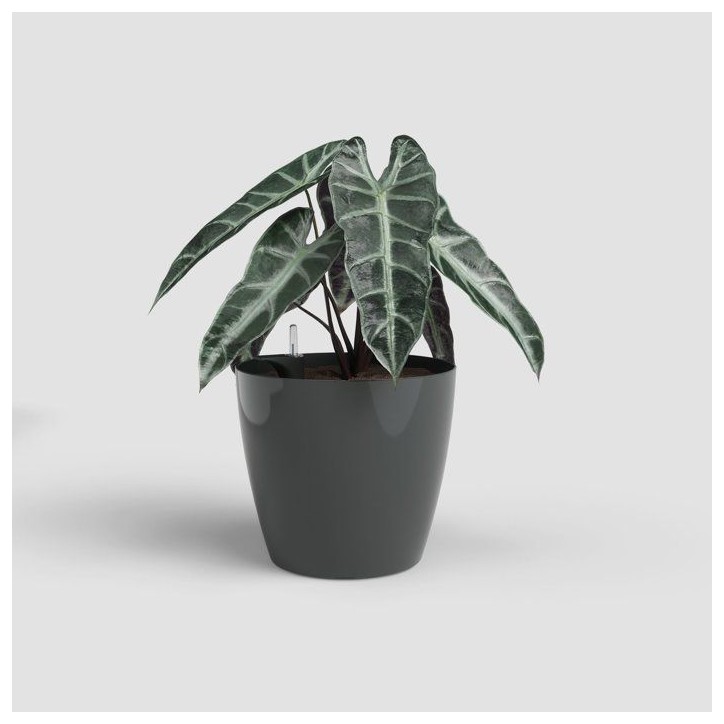Pot de fleurs - ARTEVASI - San Remo SWS 42 BR - Intérieur/extérieur - Plastique - Ø42,7 x H39,5 cm - 42,3 L - Gris anthracite Pot de fleurs - ARTEVASI - San Remo SWS 42 BR - Intérieur/extérieur - Plastique - Ø42,7 x H39,5 cm - 42,3 L - Gris anthracite