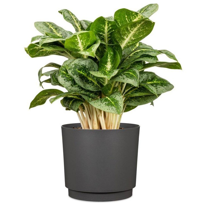 Cache-pot rond - GARDEN ID - Plano - Ø 25 - 7 L - H 22 cm - Anthracite Cache-pot rond - GARDEN ID - Plano - Ø 25 - 7 L - H 22 cm - Anthracite