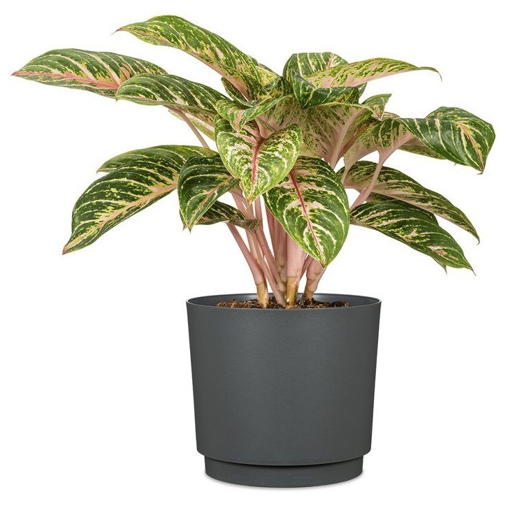 Pot de fleurs rond - DEROMA - 236 - 13 L - Ø 29 cm - Noir Pot de fleurs rond - DEROMA - 236 - 13 L - Ø 29 cm - Noir
