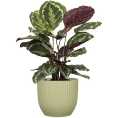 Pot de fleurs rond - DEROMA - 231 - 7 L - Ø 24 cm - Vert