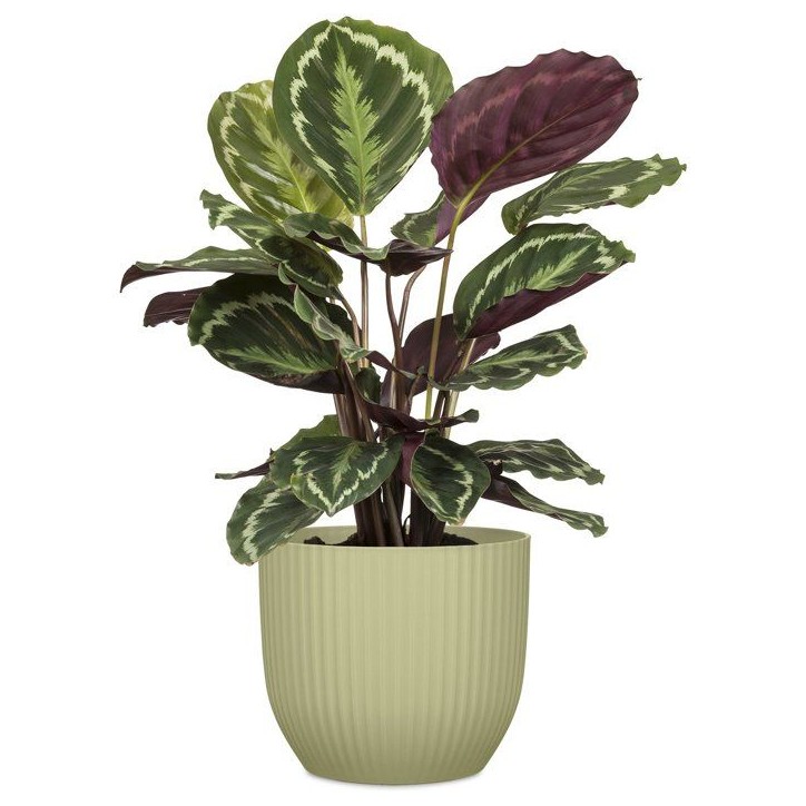 Pot de fleurs rond - DEROMA - 231 - 7 L - Ø 24 cm - Vert