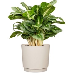 Pot de fleurs rond - DEROMA - 236 - 13 L - Ø 29 cm - Beige