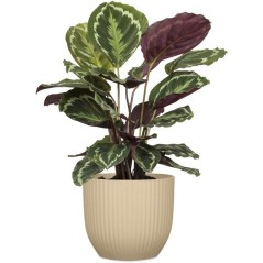 Pot de fleurs rond - DEROMA - 231 - 7 L - Ø 24 cm - Marron