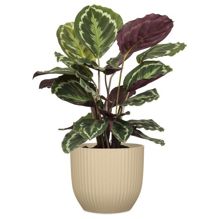 Pot de fleurs rond - DEROMA - 231 - 7 L - Ø 24 cm - Marron